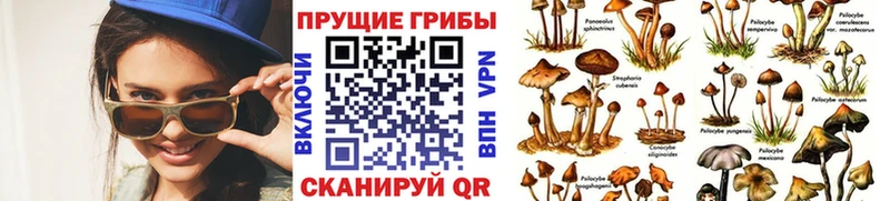 Псилоцибиновые грибы GOLDEN TEACHER  omg ссылки  Буй 